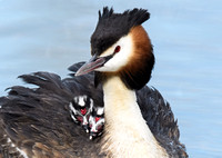 Great Crested Grebe and chicks