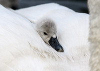 Mute Swan cygnet